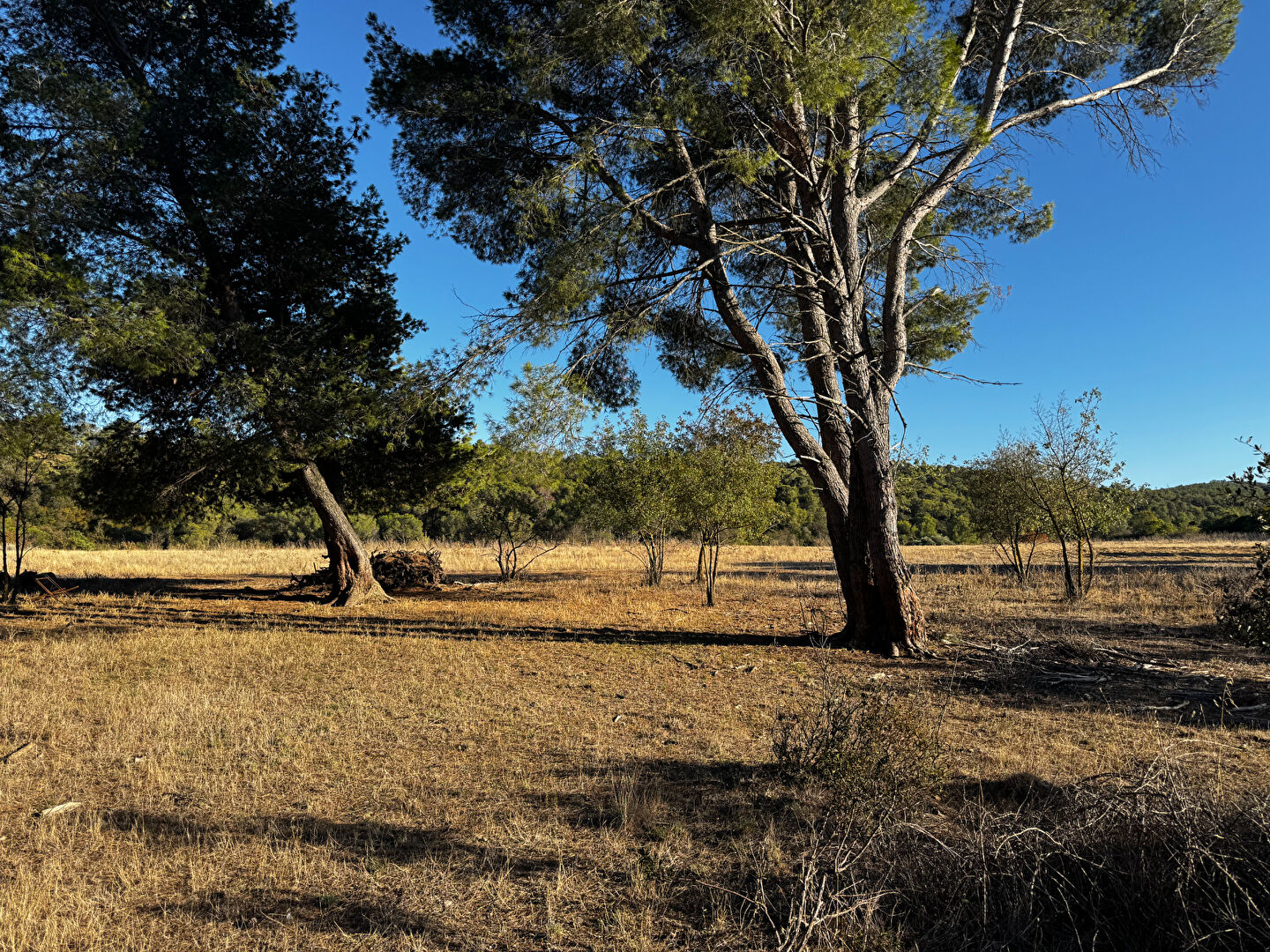 Terrain BOUTENAC (11200) 4795.00 m²