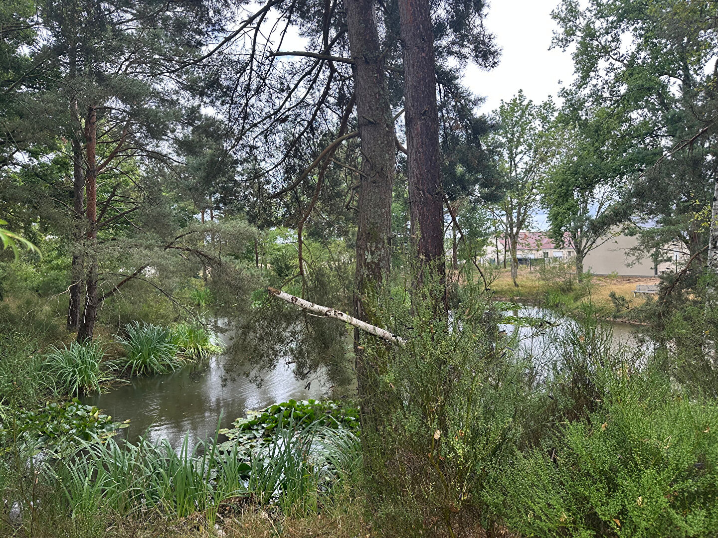 Terrain SAINT MARTIN D ABBAT (45110) 3937.00 m²