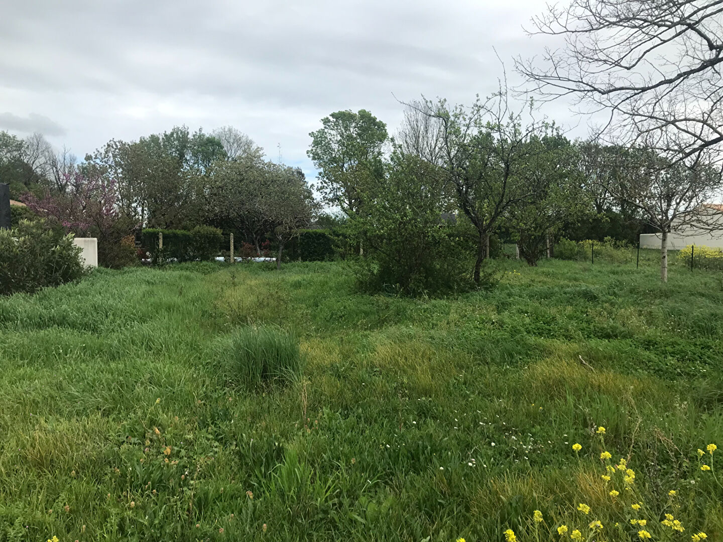Terrain SALLES SUR MER (17220) 500.00 m²