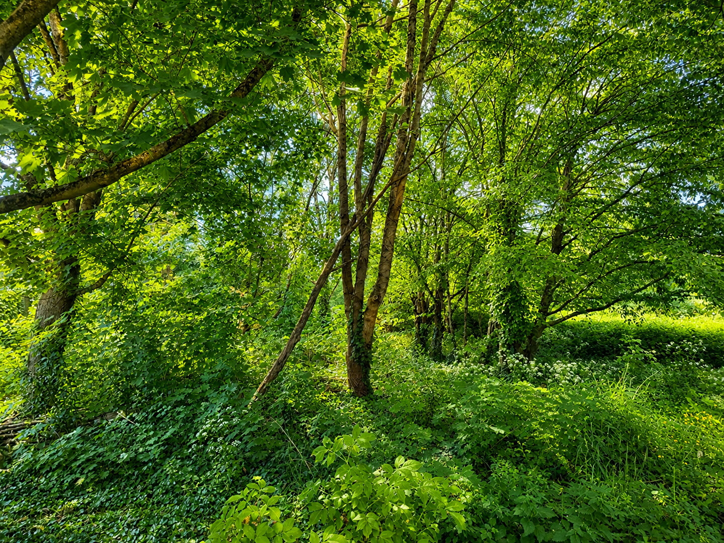 Terrain SOUZAY CHAMPIGNY (49400) 720.00 m&sup2;
