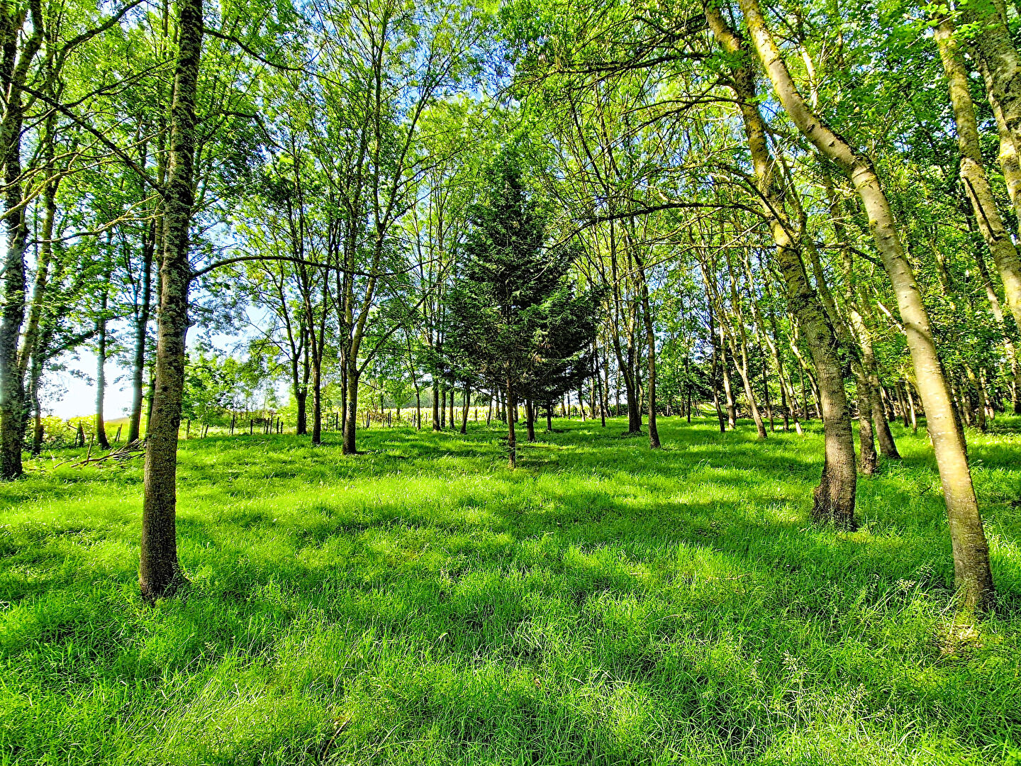 Terrain de loisirs TERRANJOU (49540) 6105.00 m&sup2;