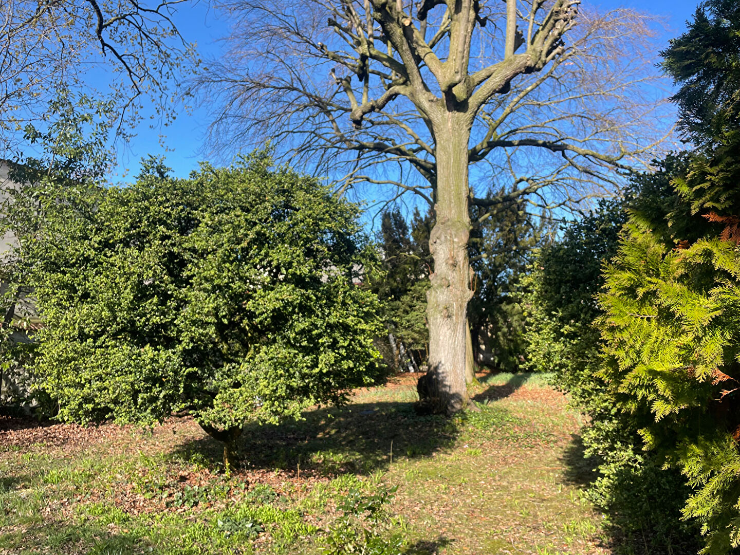 Terrain MAISONS LAFFITTE (78600) 650.00 m&sup2;