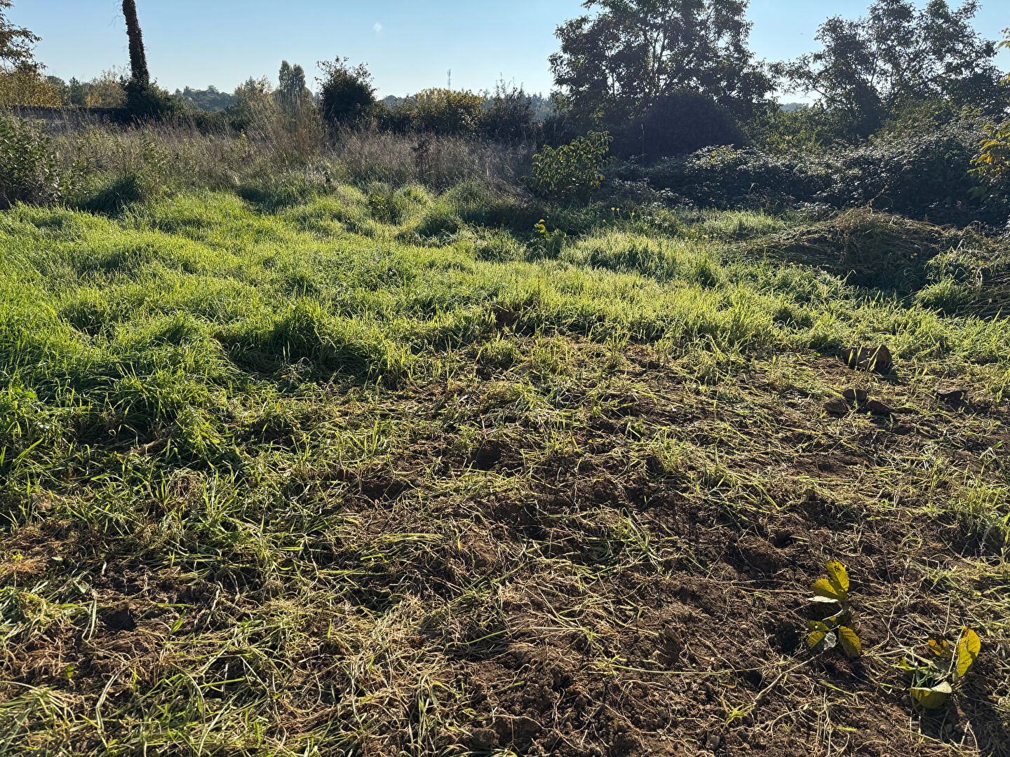 Terrain MIGNE AUXANCES (86440) 660.00 m²