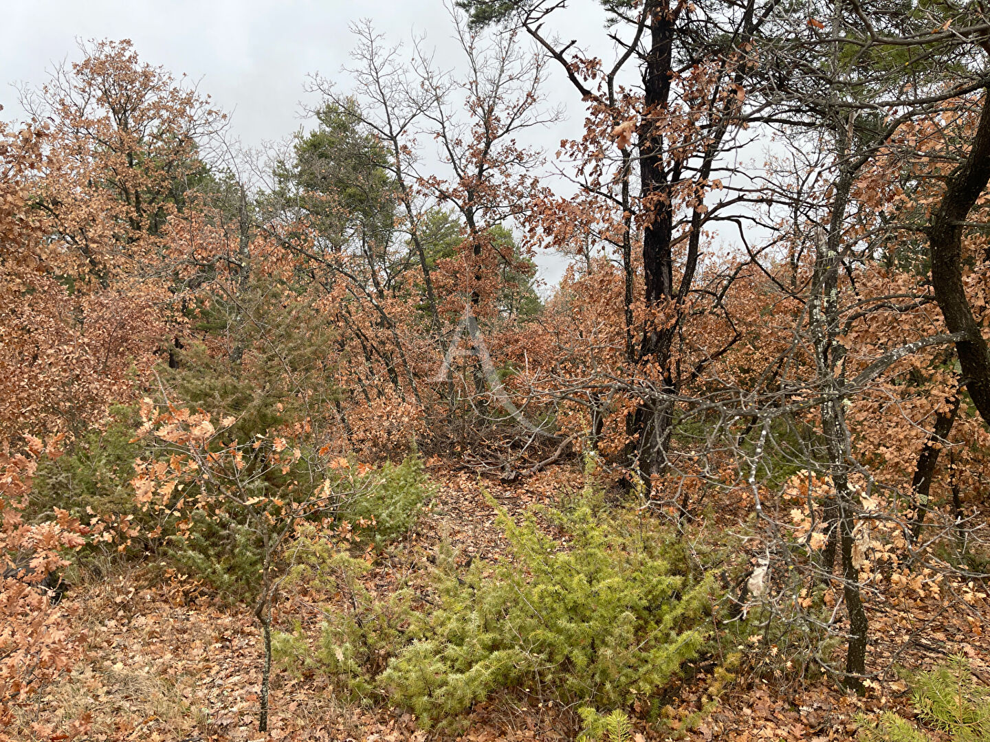 Terrain ROUMOULES (04500) 37641.00 m&sup2;