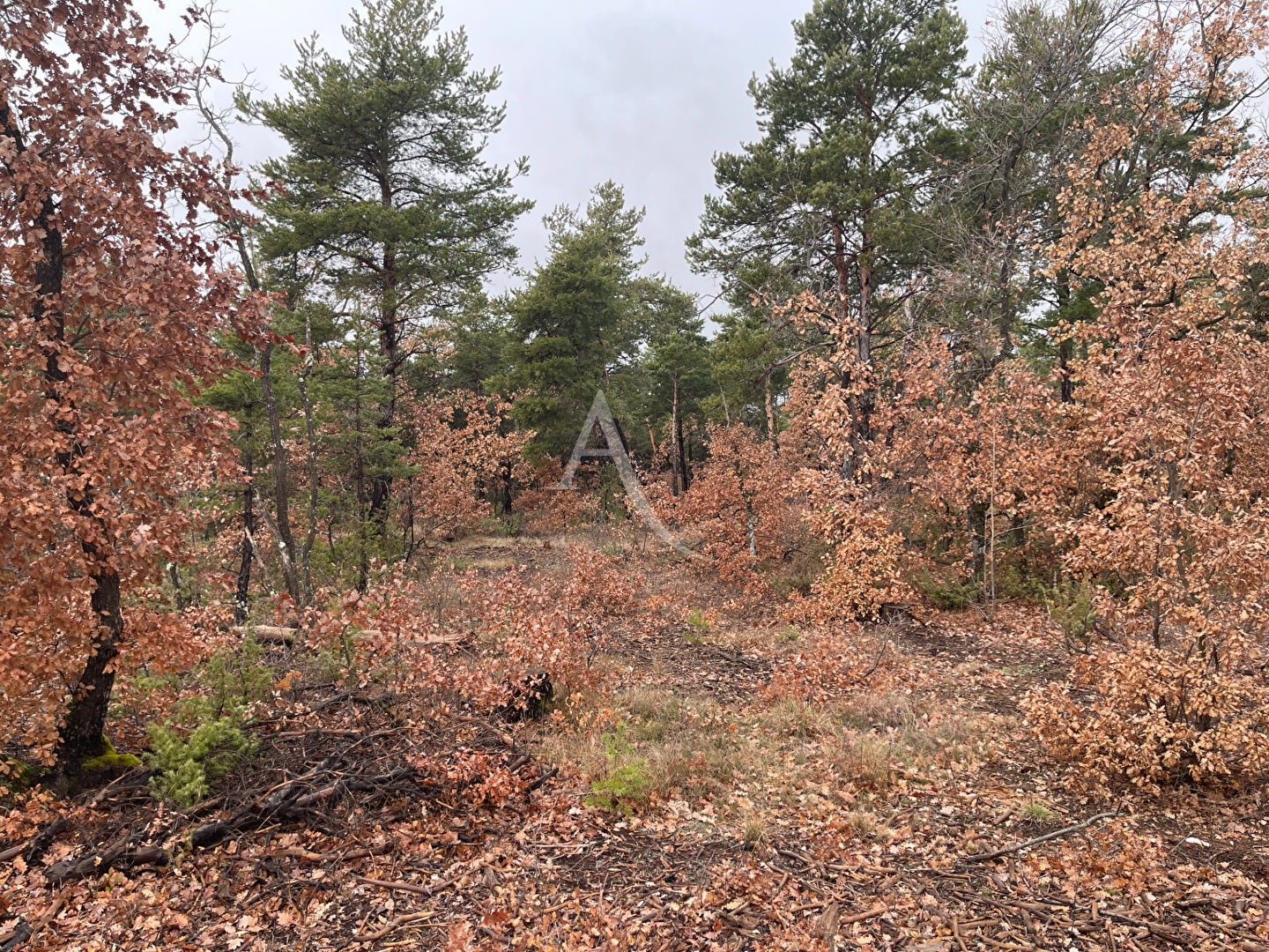 Terrain ROUMOULES (04500) 37641.00 m&sup2;