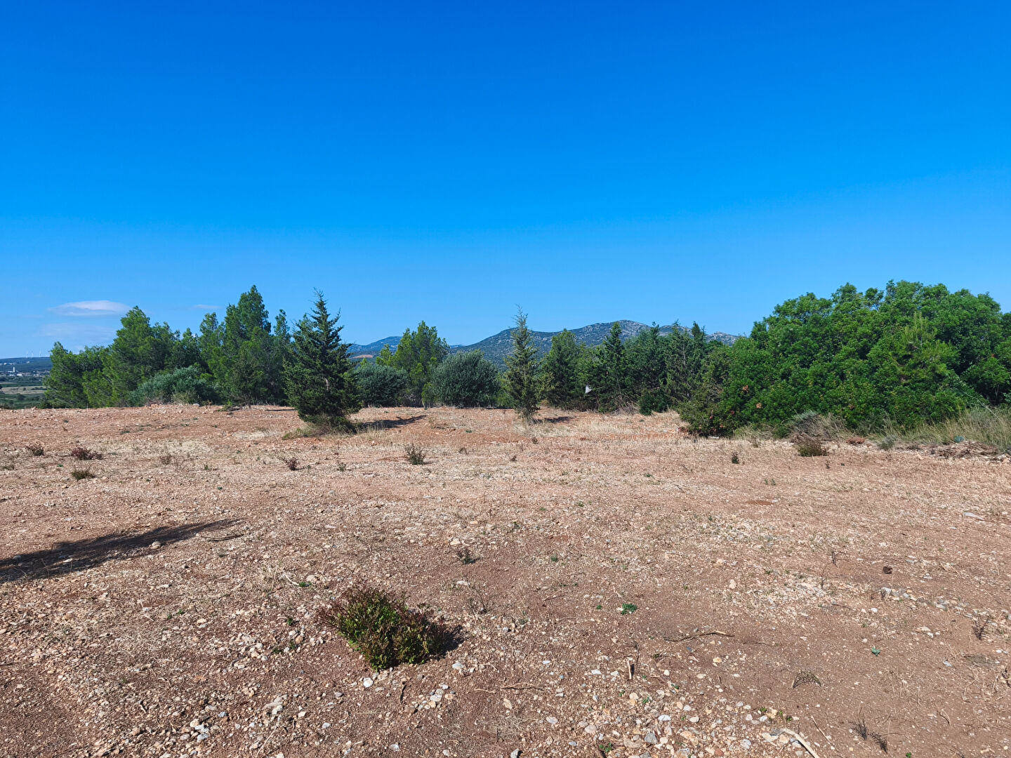Terrain LA PALME (11480) 1178.00 m²