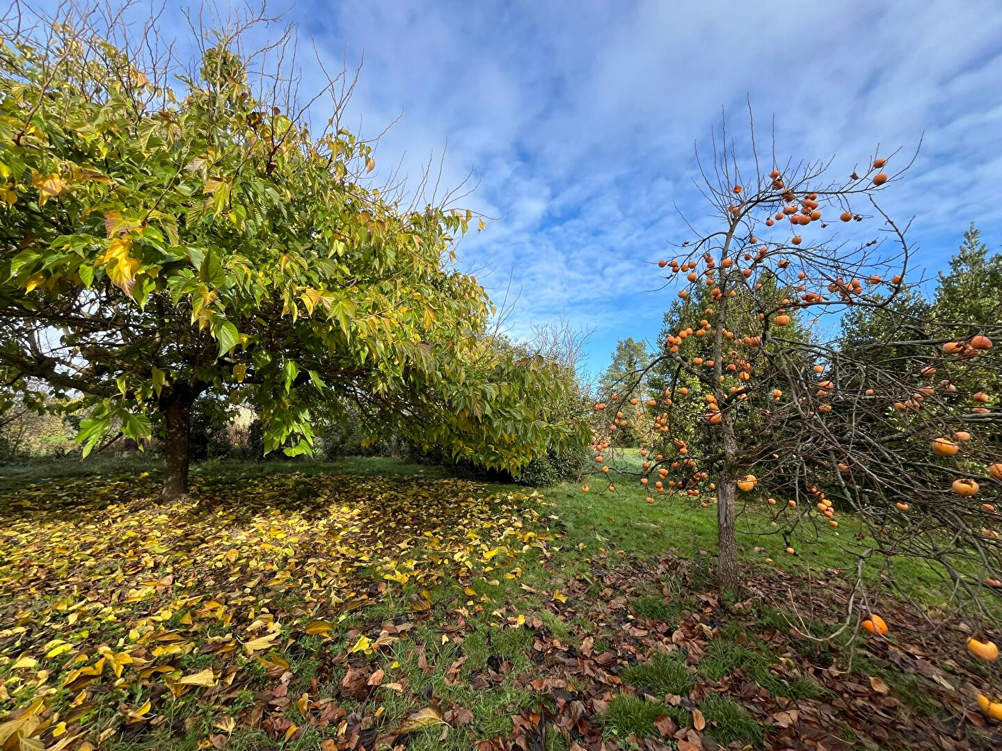 Terrain GRAZAC (81800) 3500.00 m&sup2;