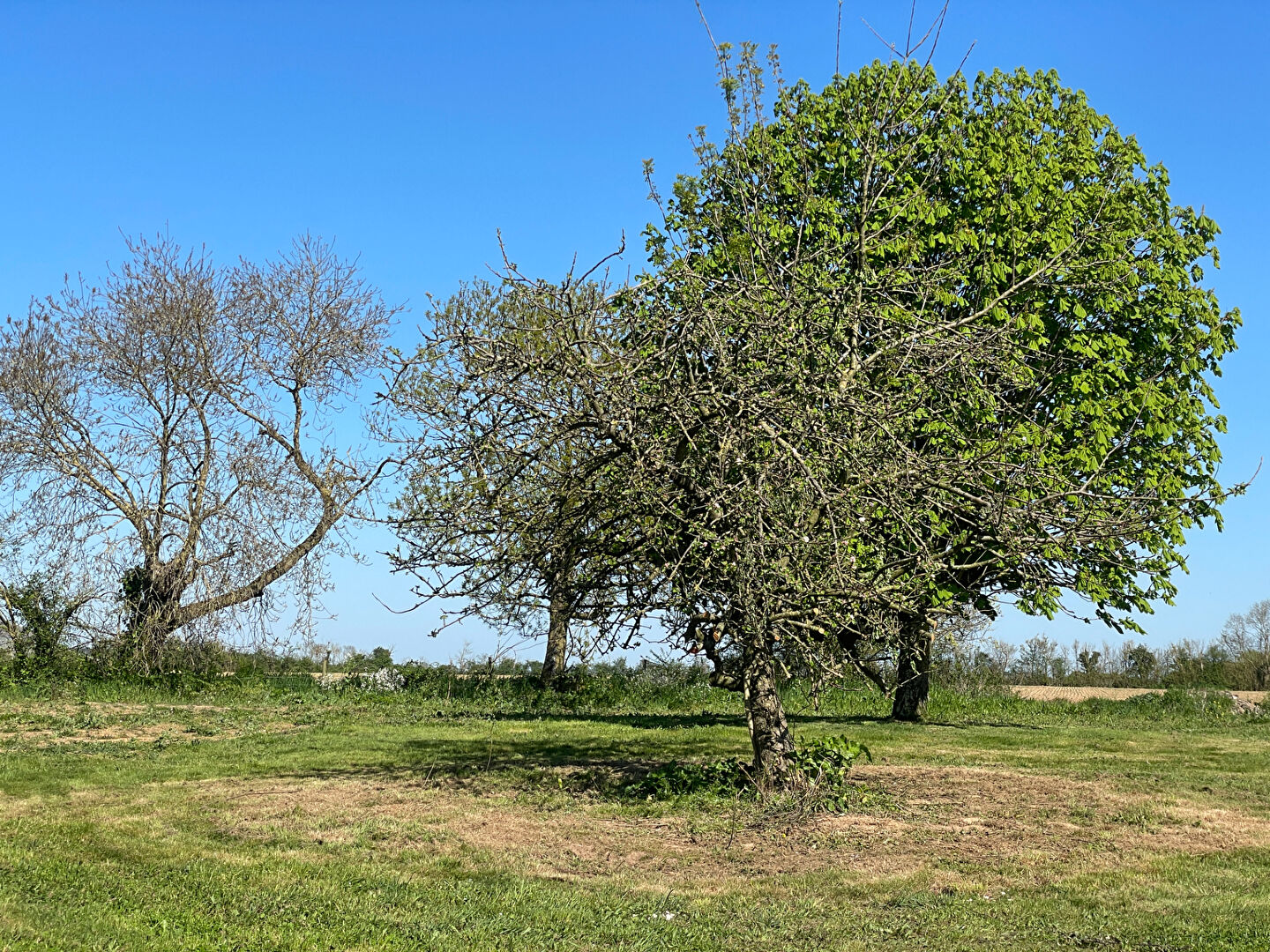 Terrain LA JONCHERE (85540)