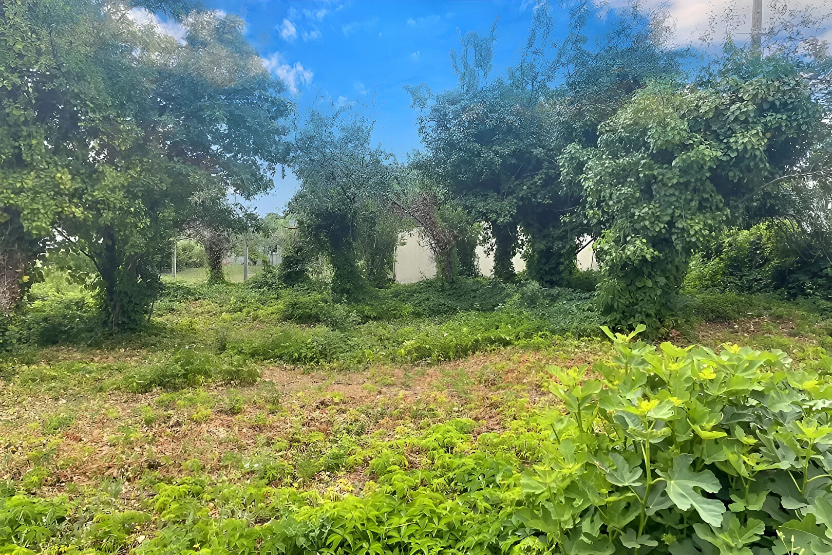Terrain CHAILLE LES MARAIS (85450) 2316.00 m²