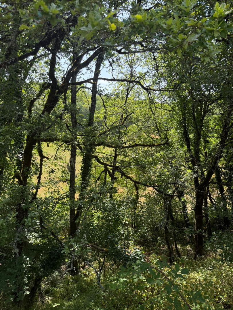 Terrain LABASTIDE DU VERT (46150) 2260.00 m²