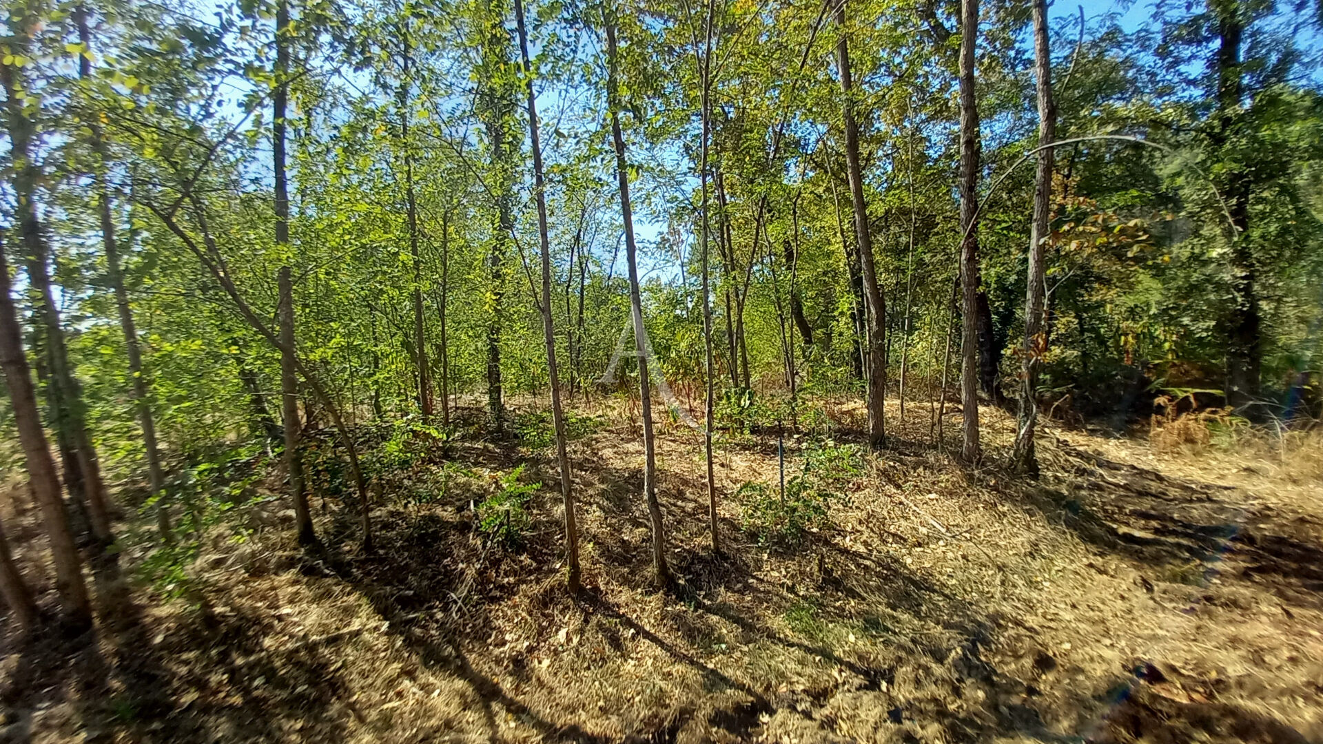 Terrain SAINTE FOY (40190) 3824.00 m&sup2;