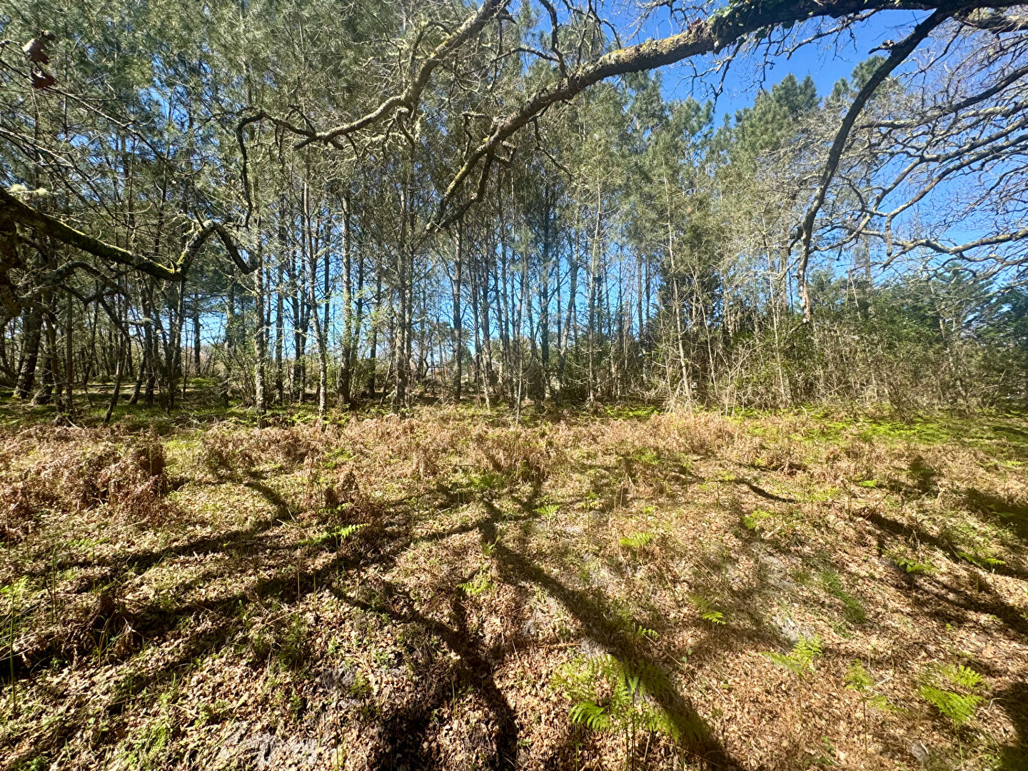 Terrain GOURBERA (40990) 1640.00 m²