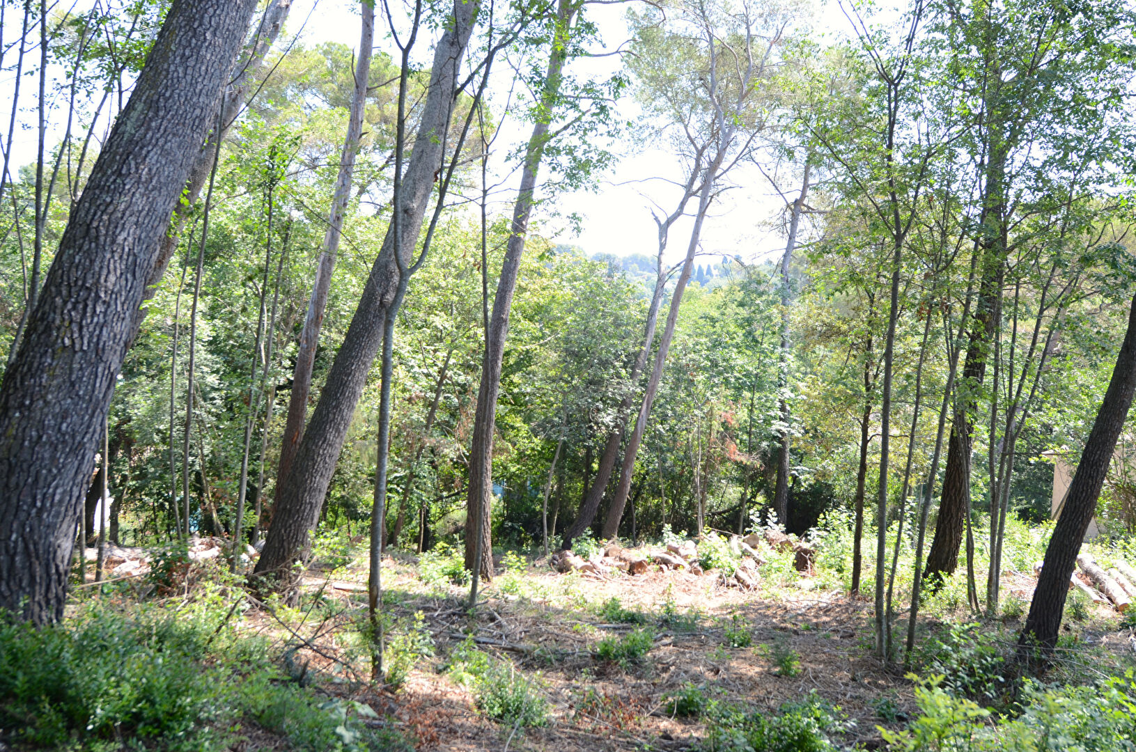 Terrain ROQUEFORT LES PINS (06330) 2800.00 m²