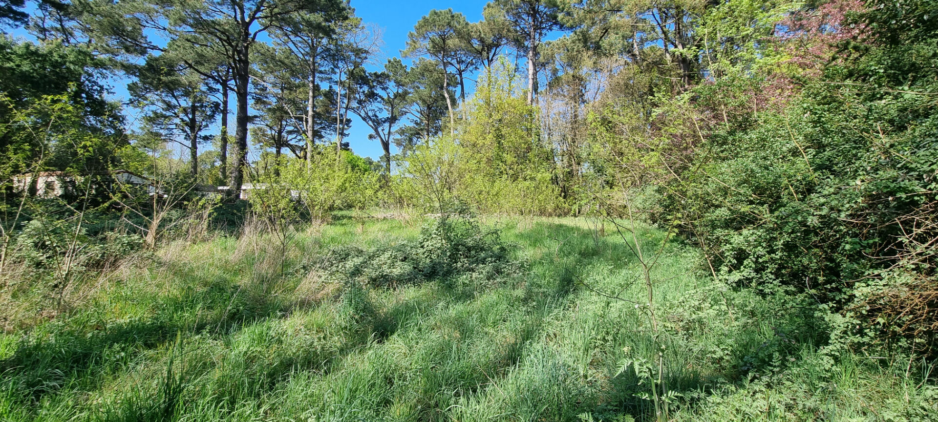 Terrain SAINT HILAIRE DE RIEZ (85270) 2663.00 m²