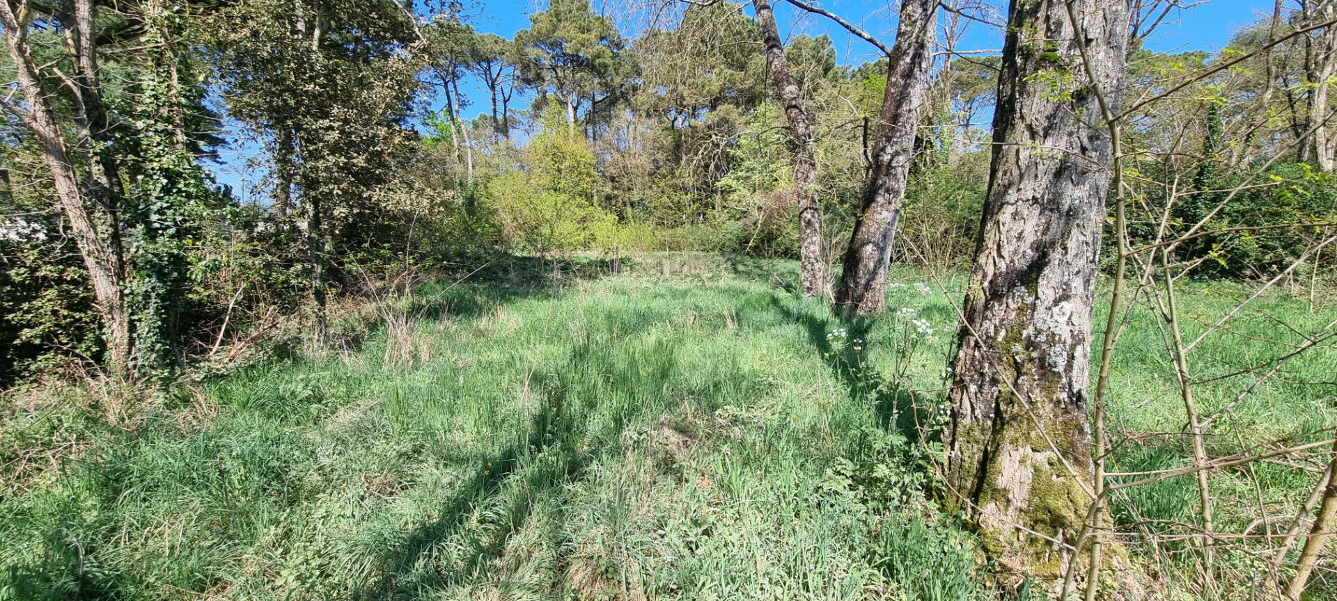 Terrain SAINT HILAIRE DE RIEZ (85270) 800.00 m²