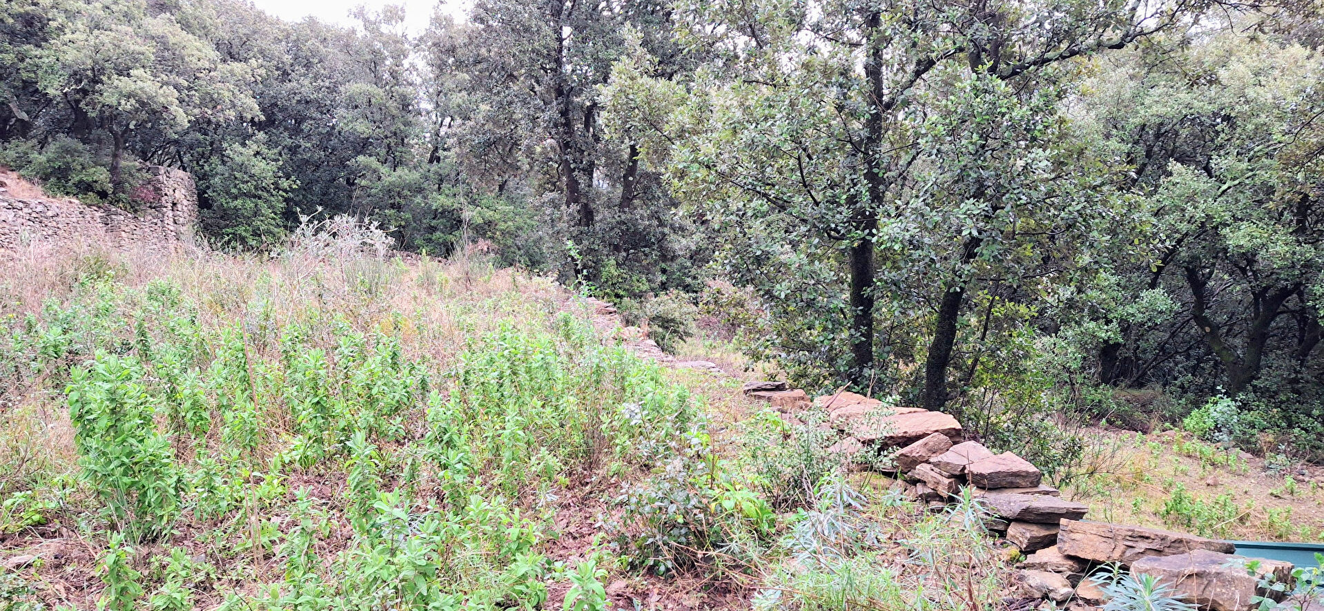 Terrain FAUGERES (34600) 16900.00 m²