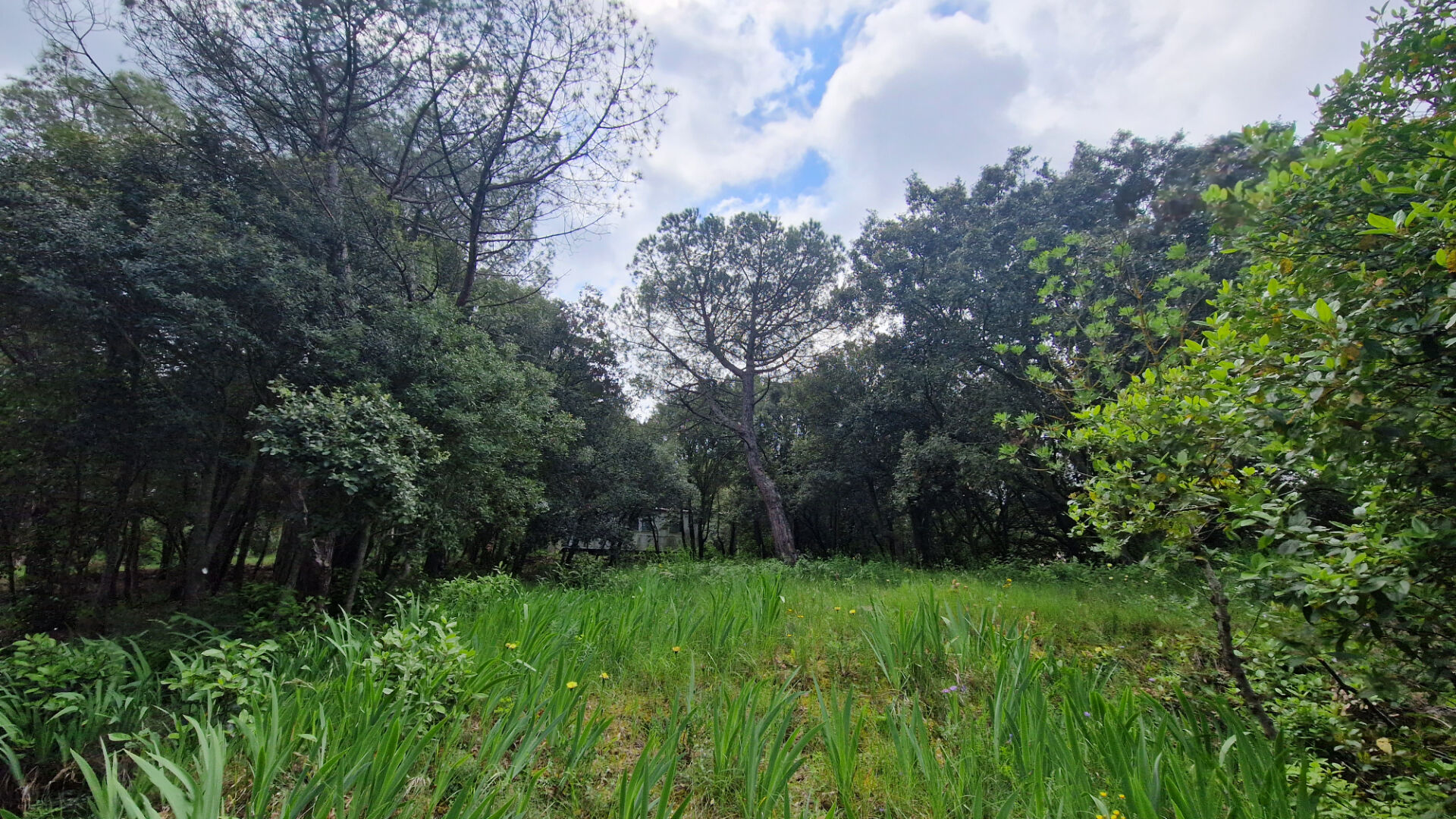 Terrain PALAJA (11570) 2516.00 m²