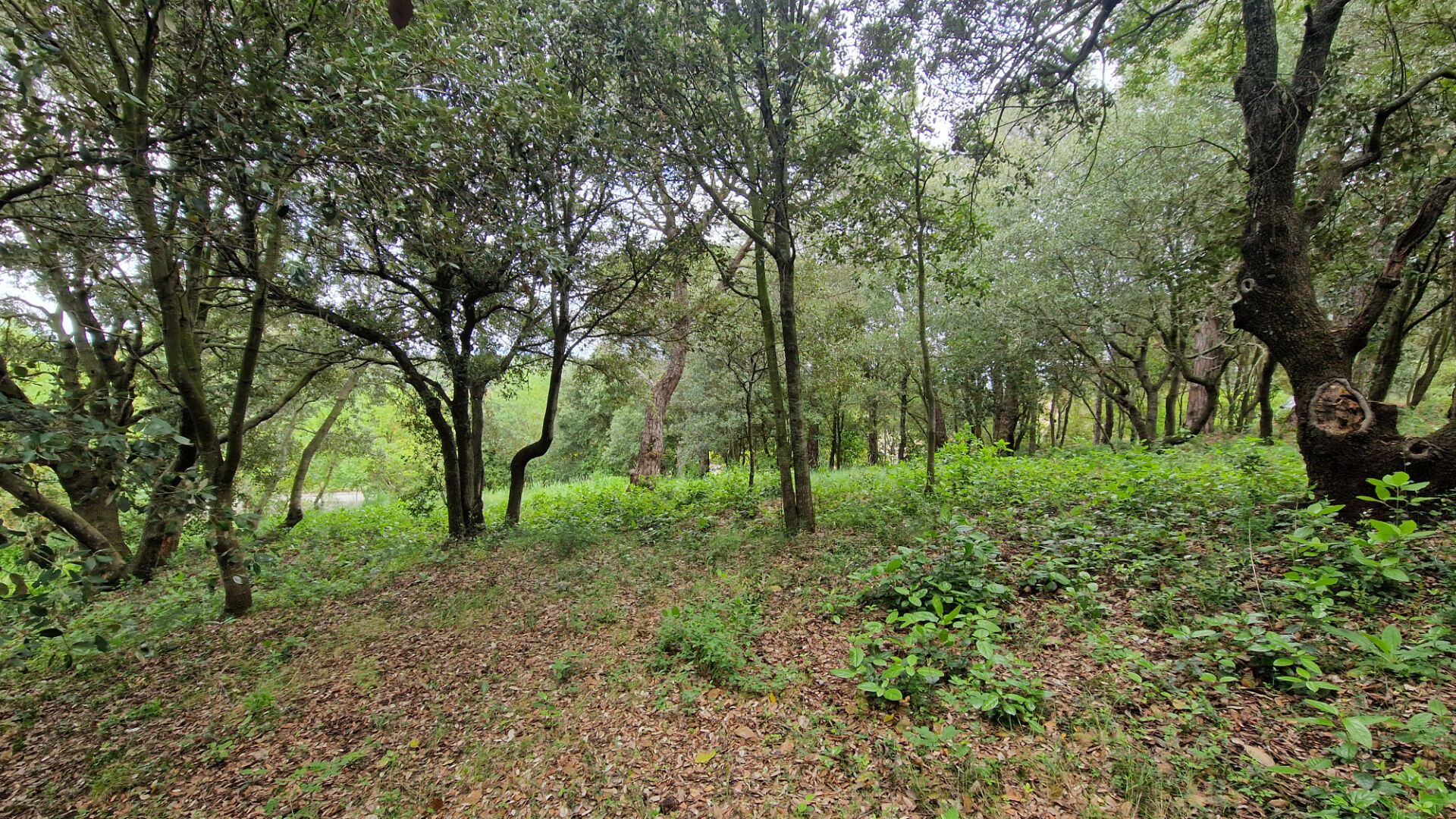 Terrain PALAJA (11570) 2516.00 m&sup2;