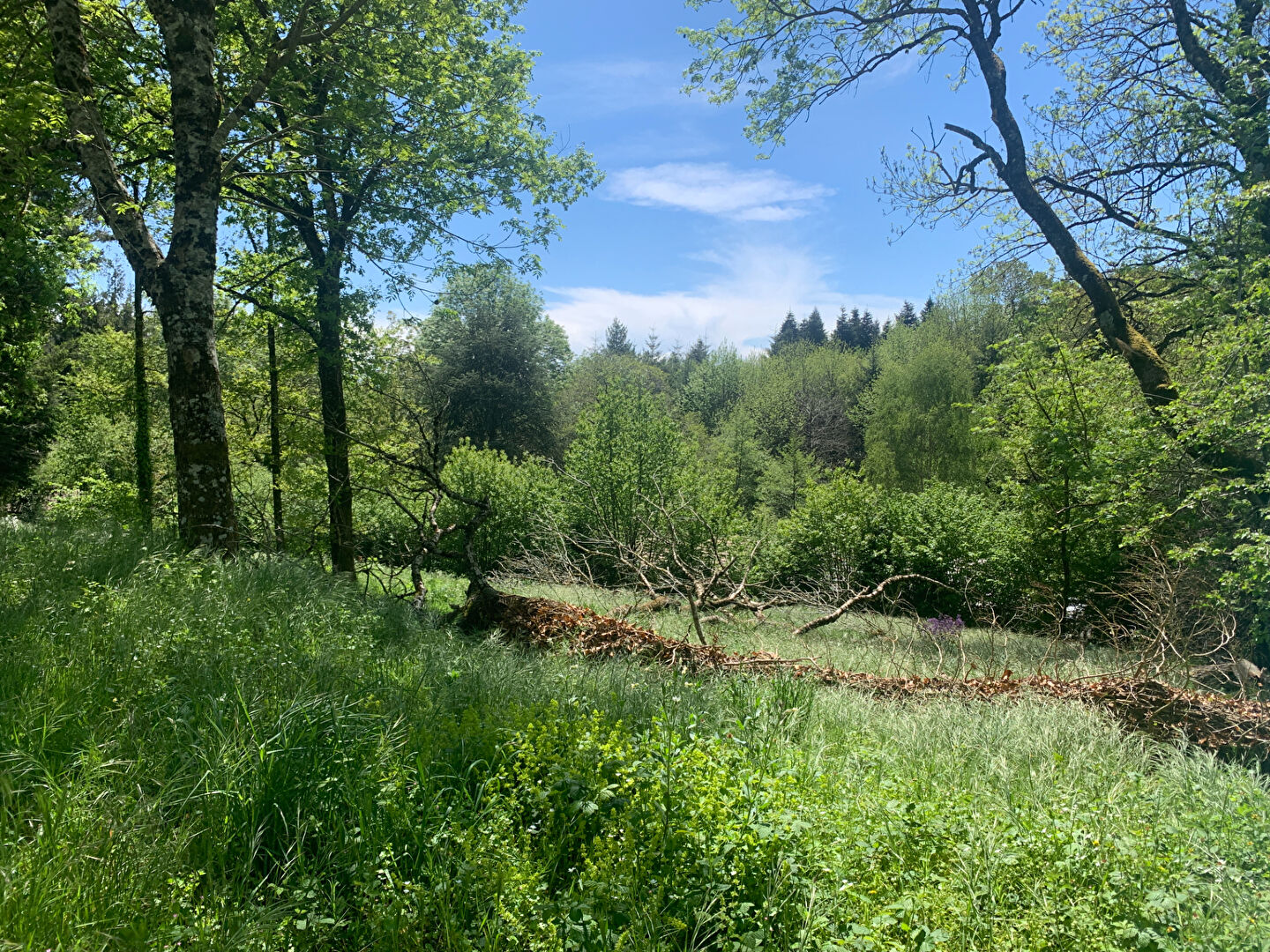 Terrain FONTIERS CABARDES (11390) 2050.00 m²