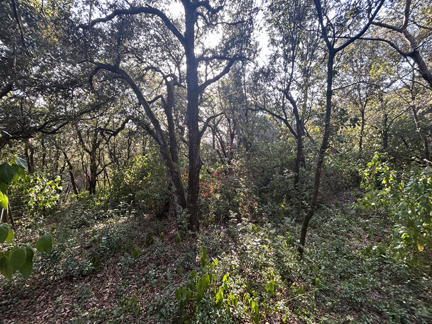 Terrain ALAIRAC (11290) 1390.00 m&sup2;