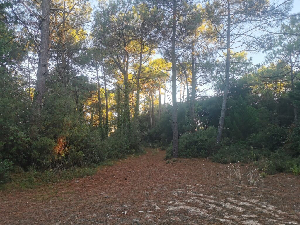 Terrain SAINT JEAN DE MONTS (85160) 515.00 m&sup2;