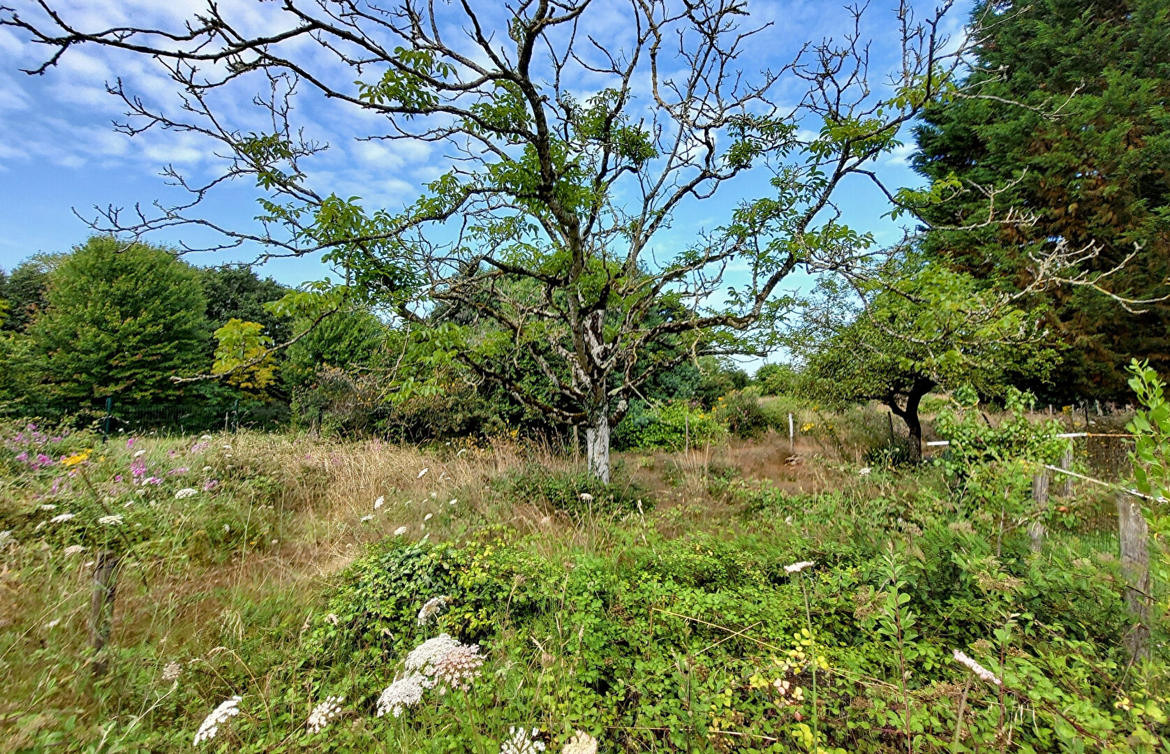 Terrain SAINT CHRISTOPHE DU LIGNERON (85670) 1500.00 m²