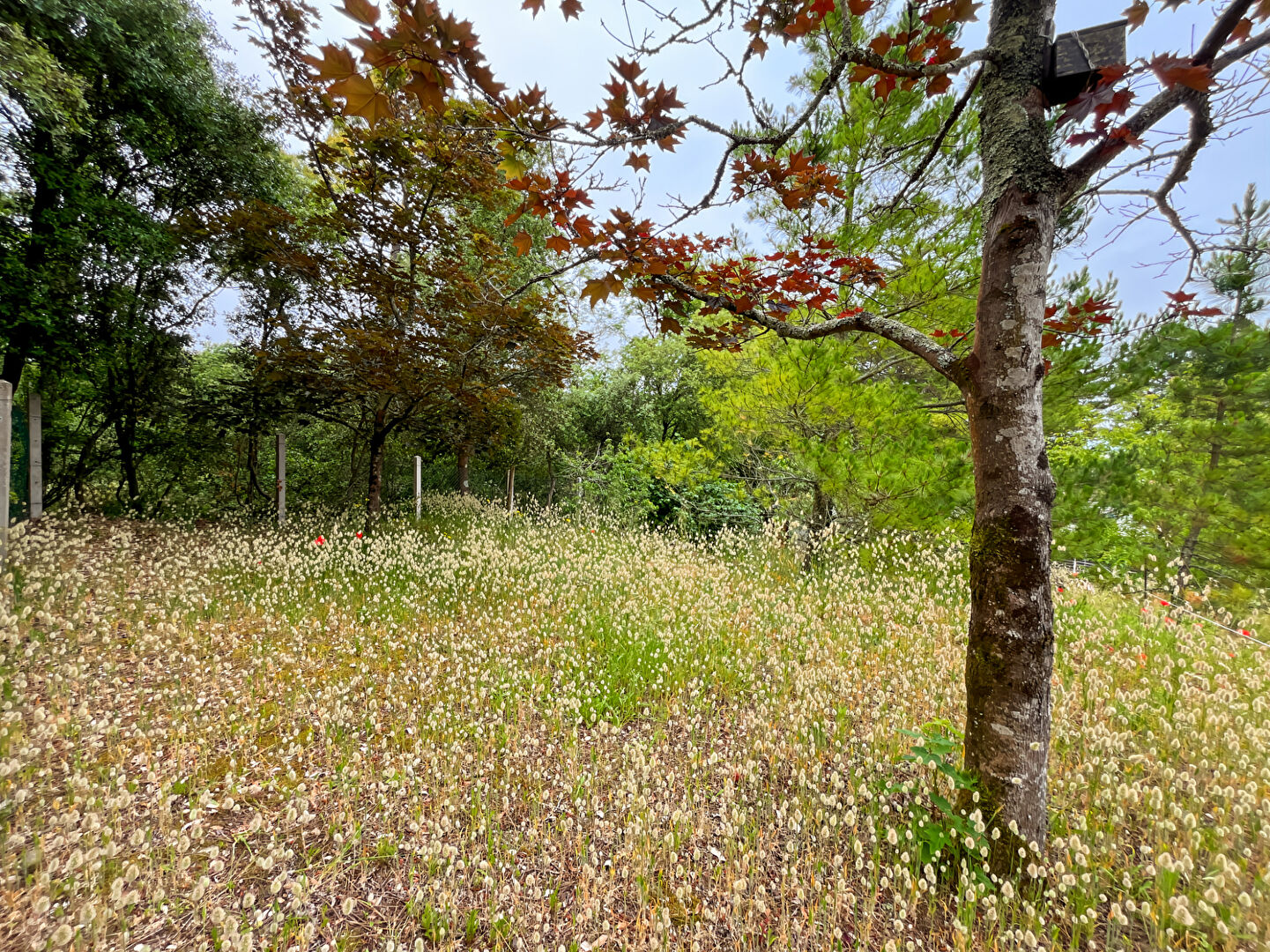 Terrain LA BARRE DE MONTS (85550) 379.00 m²