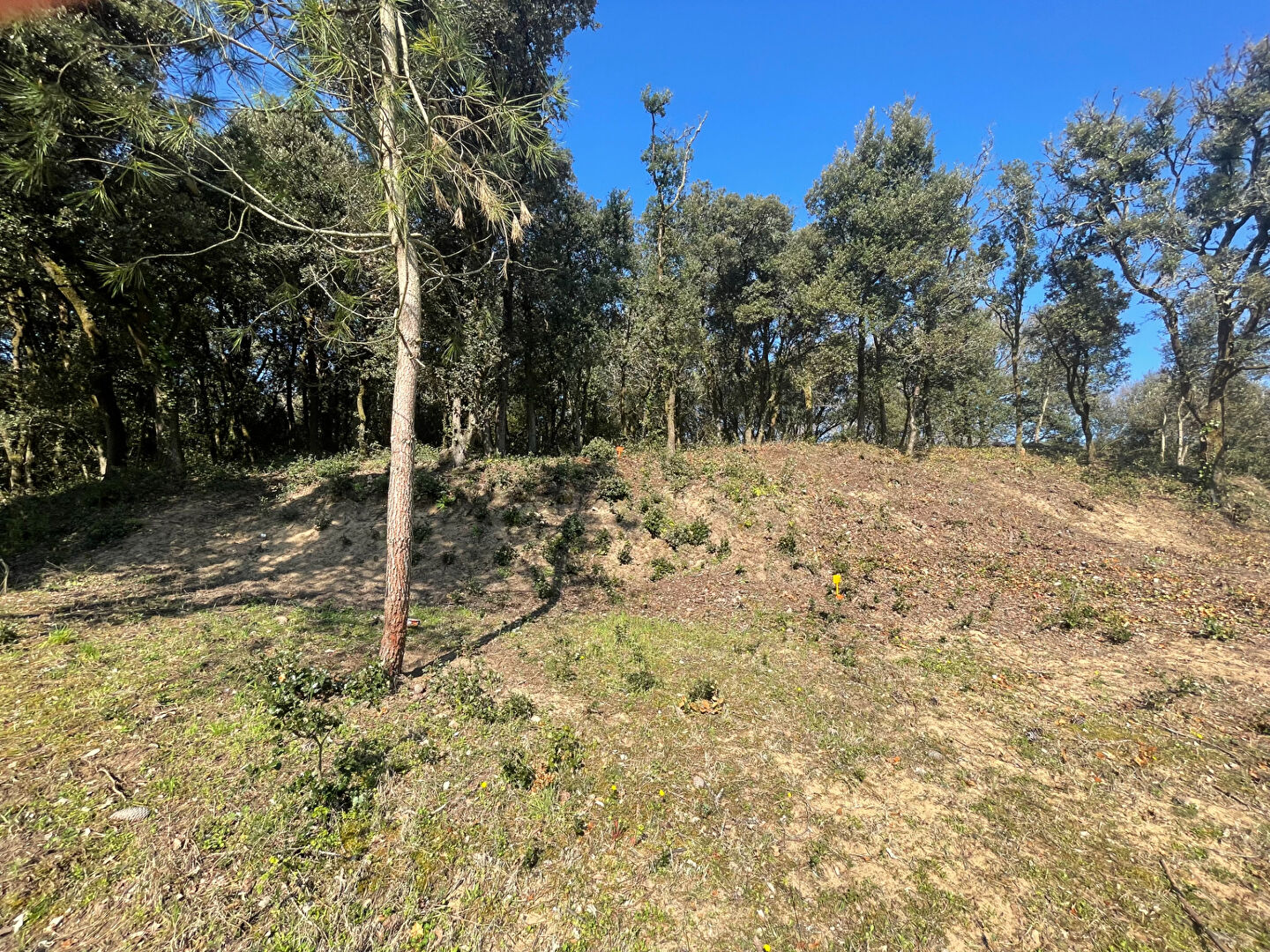 Terrain LONGEVILLE SUR MER (85560) 803.00 m²
