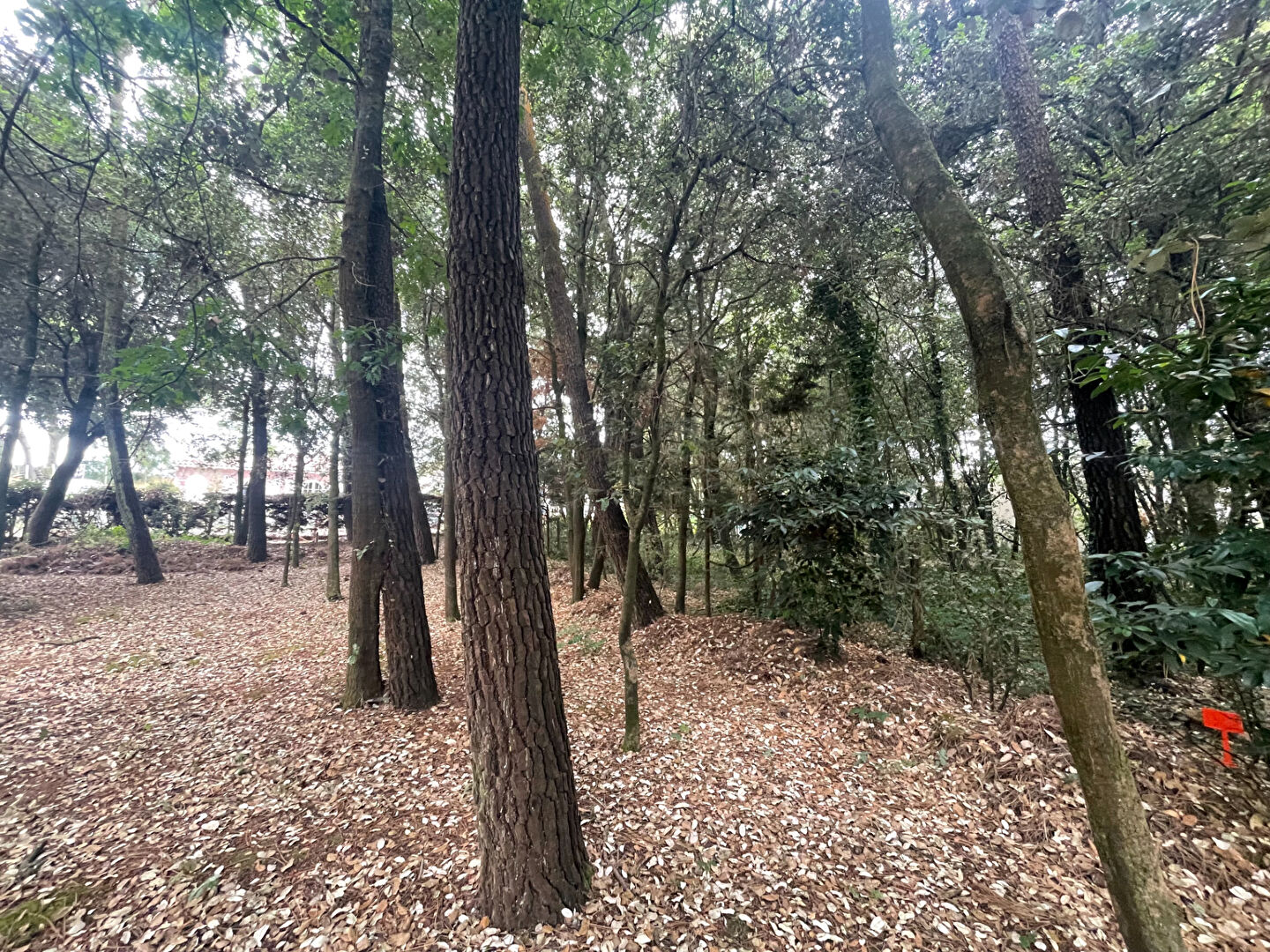 Terrain SAINT VINCENT SUR JARD (85520) 282.00 m²