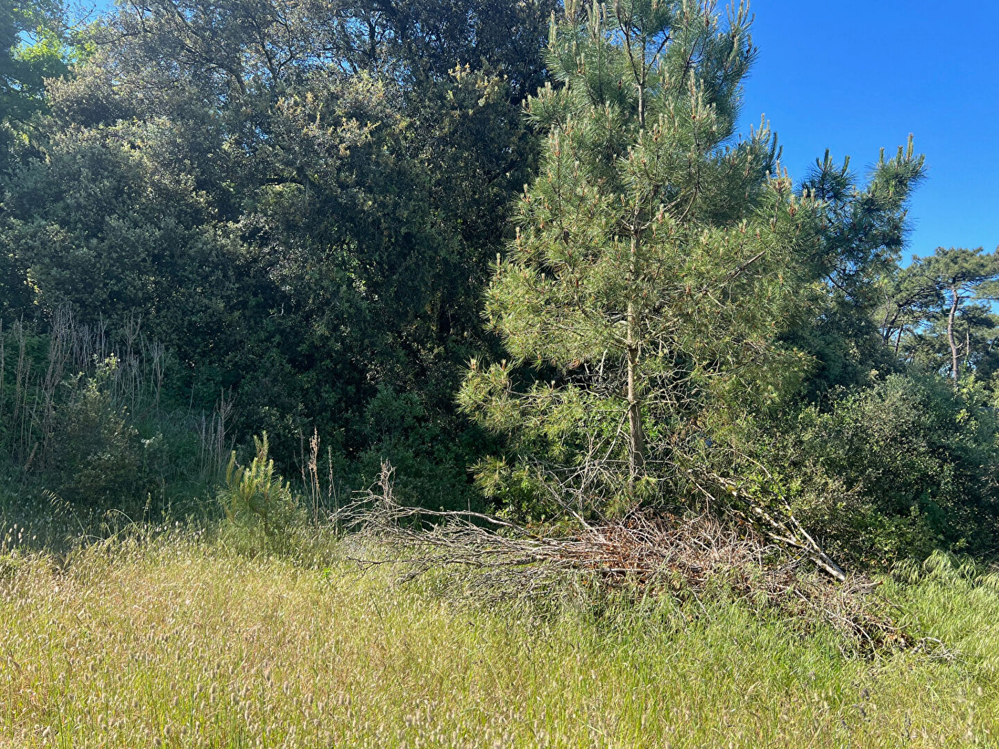 Terrain LONGEVILLE SUR MER (85560) 375.00 m²