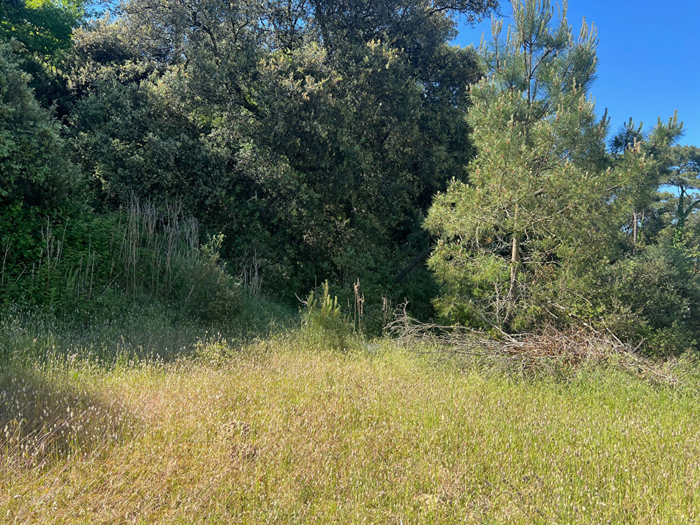 Terrain LONGEVILLE SUR MER (85560) 375.00 m²