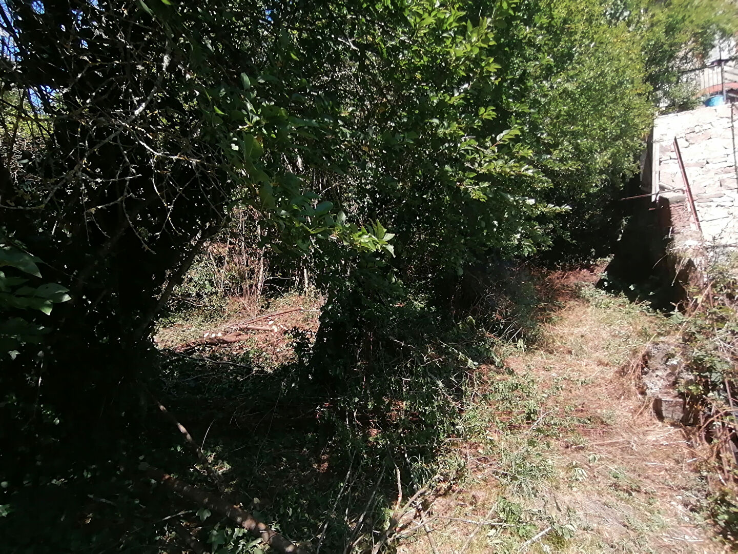 Terrain CARMAUX (81400) 555.00 m²