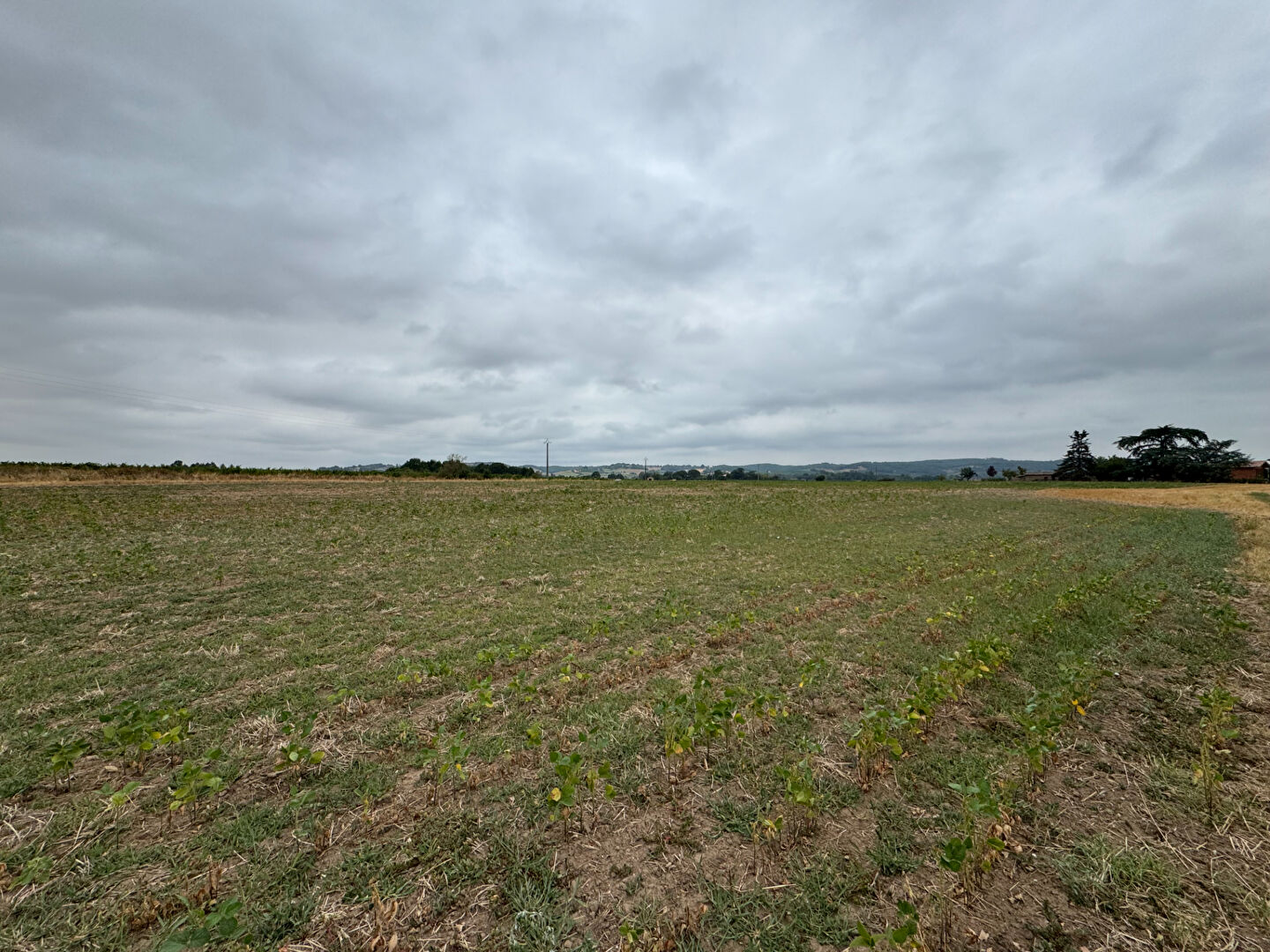 Terrain LISLE SUR TARN (81310) 40000.00 m&sup2;