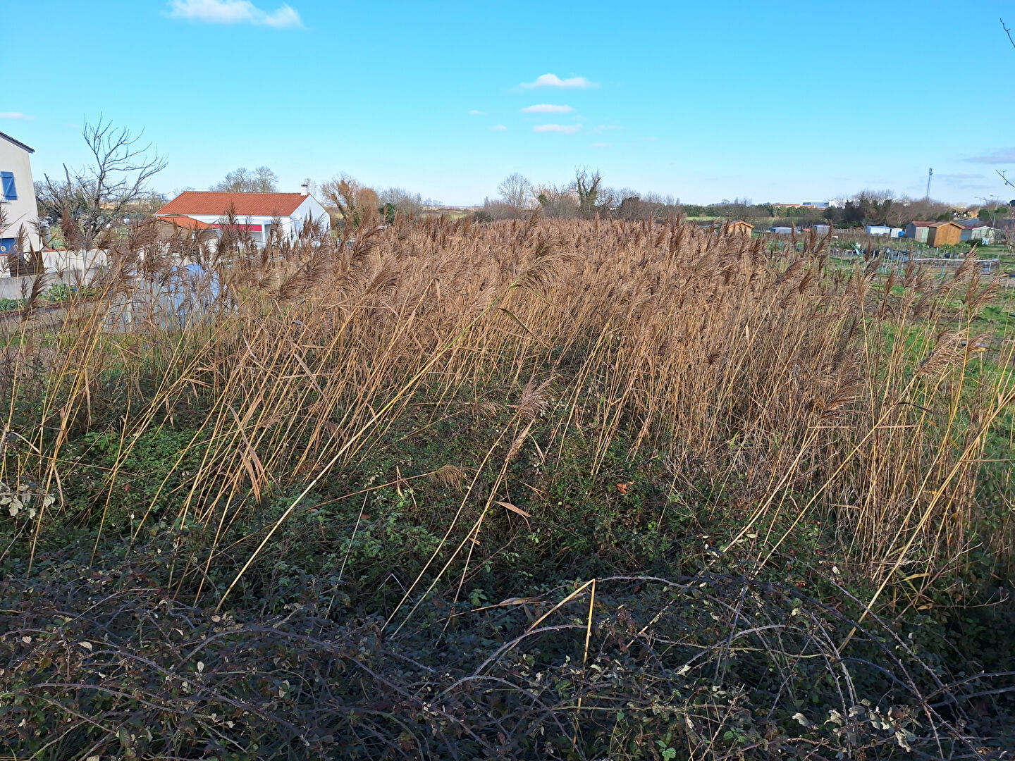 Terrain LA TRANCHE SUR MER (85360) 519.00 m&sup2;