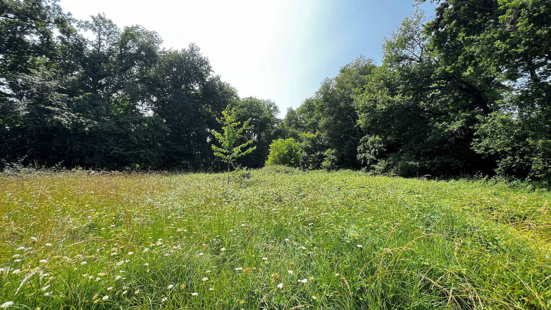 Terrain MEDIS (17600) 5267.00 m&sup2;