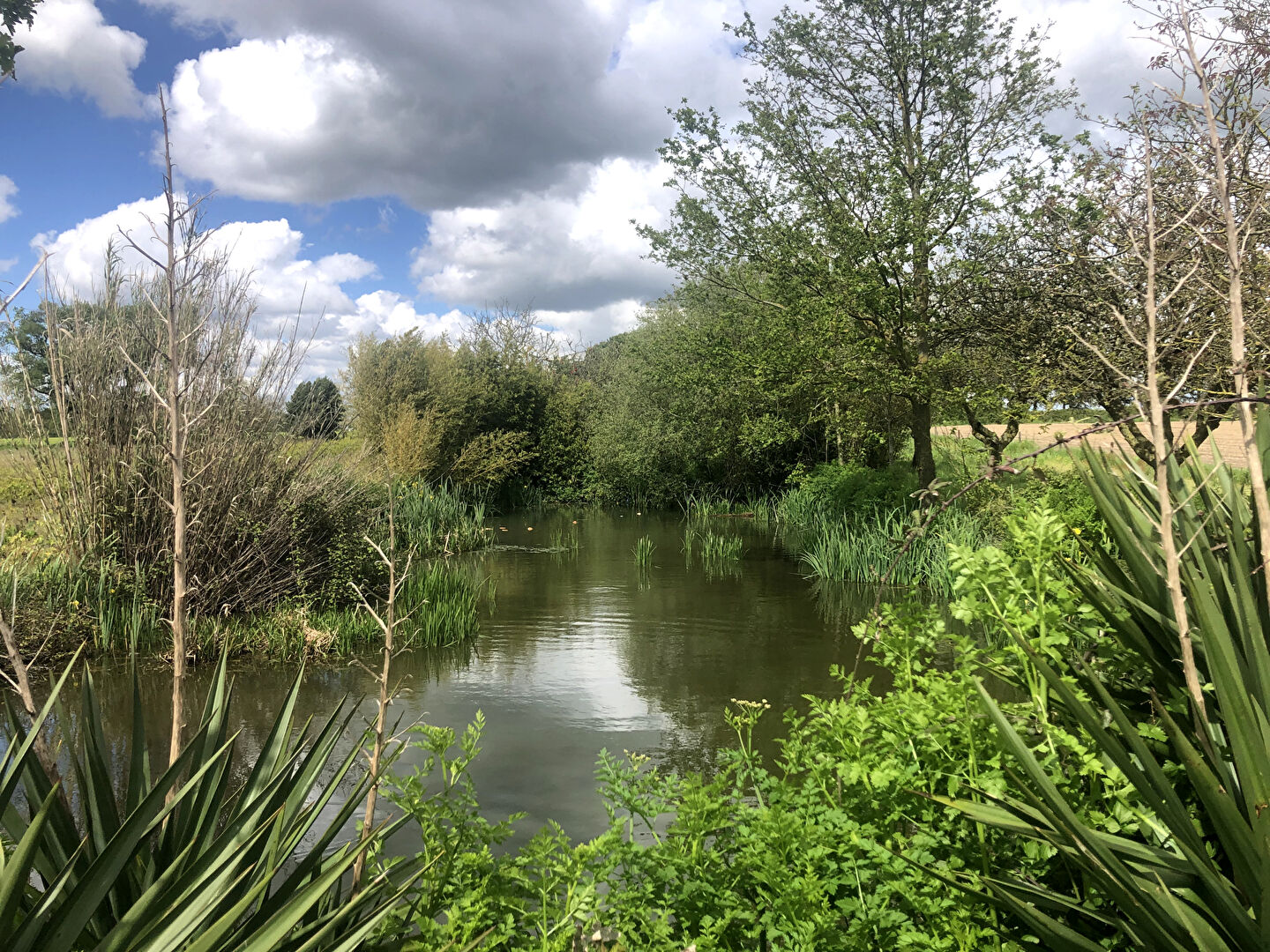 Terrain de loisirs MONTAIGU VENDEE (85600) 5292.00 m²