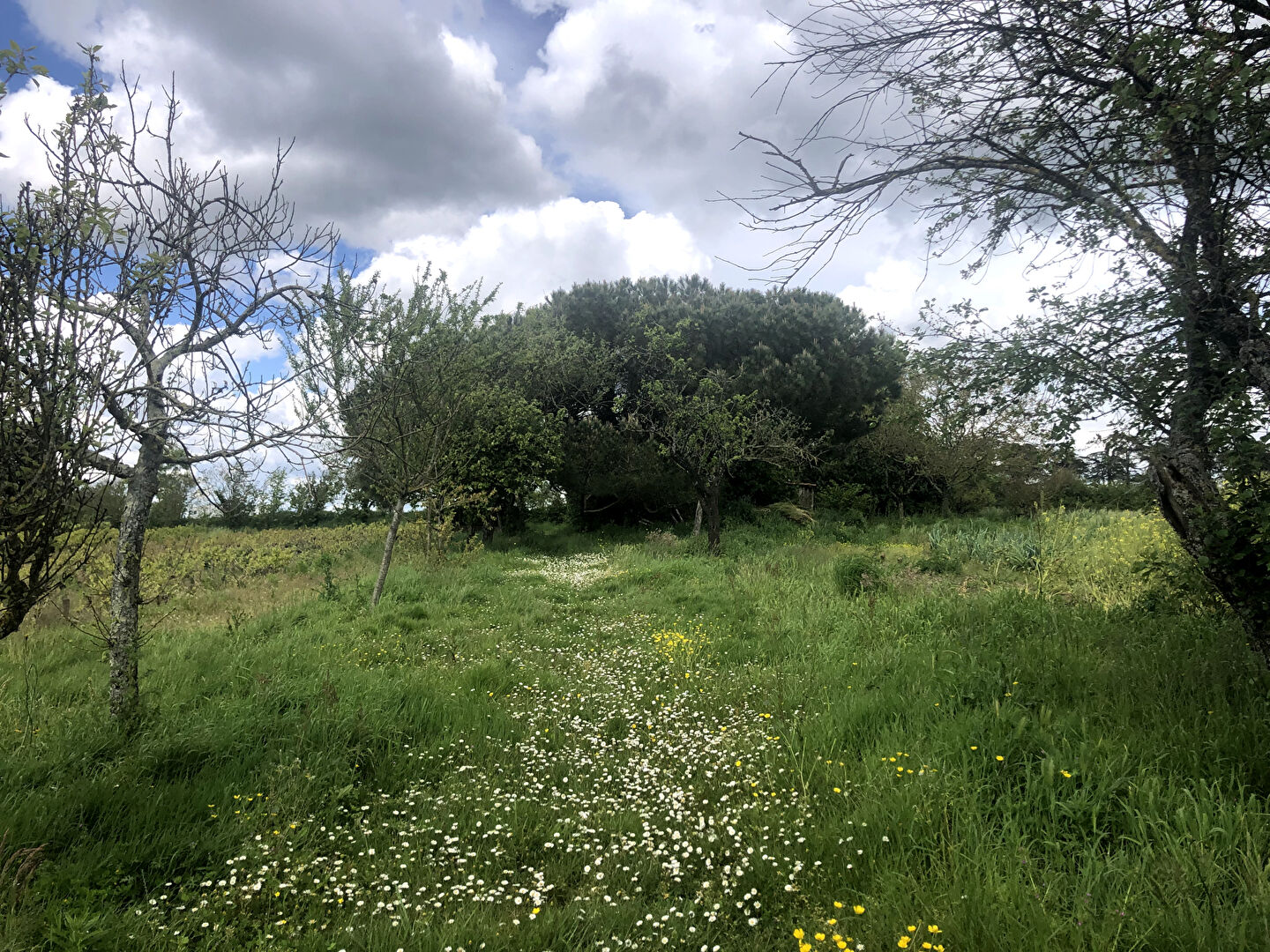 Terrain de loisirs MONTAIGU VENDEE (85600) 5292.00 m²