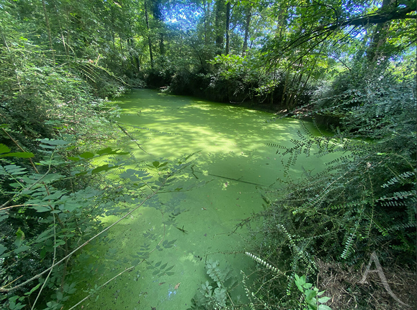 Terrain de loisirs MONTREVERD (85260) 3550.00 m²