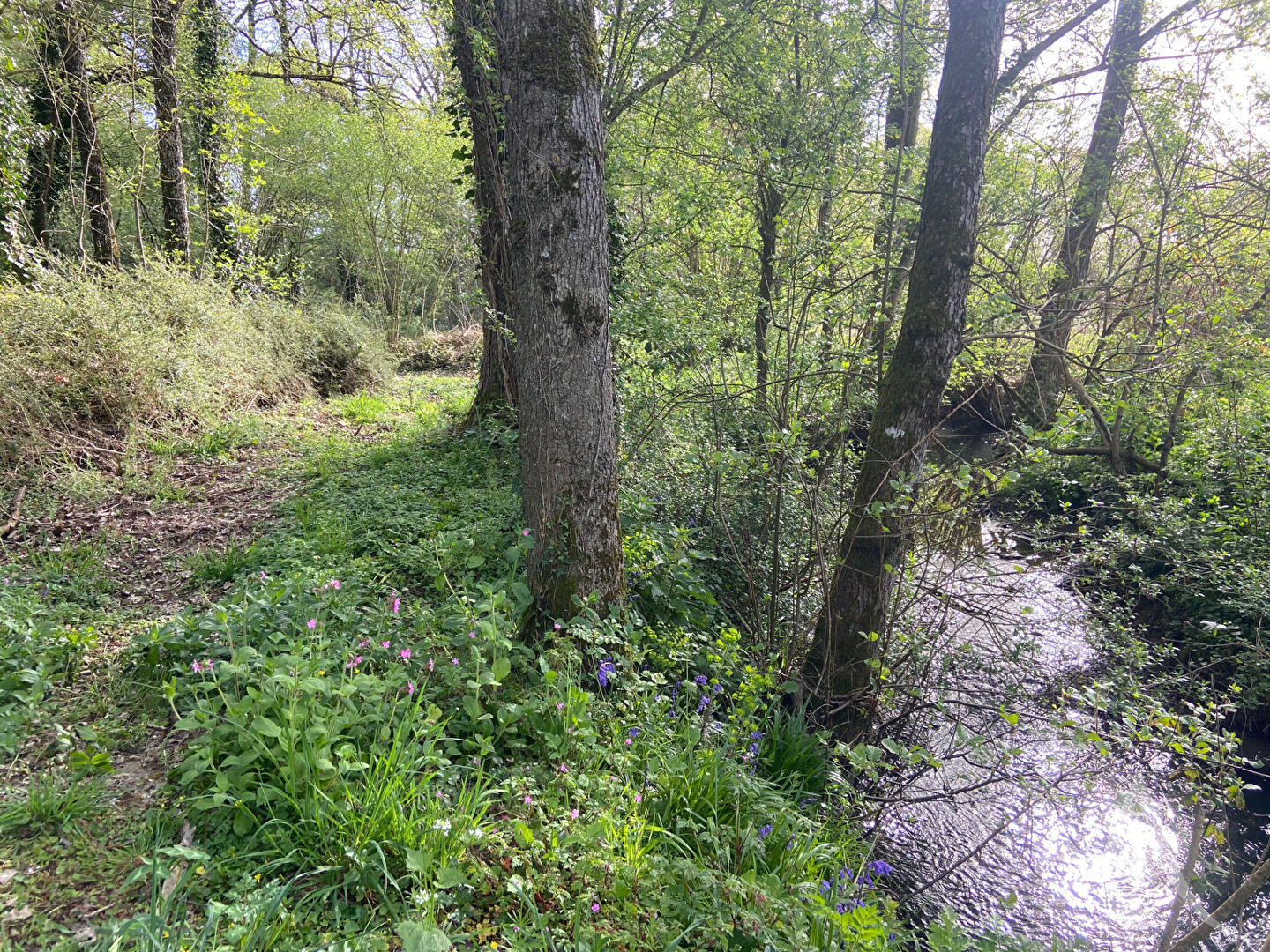 Terrain de loisirs MONTREVERD (85260) 3550.00 m&sup2;