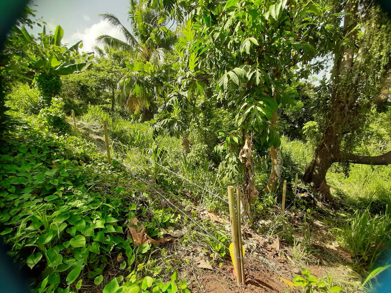 Terrain DUCOS (97224) 1082.00 m²