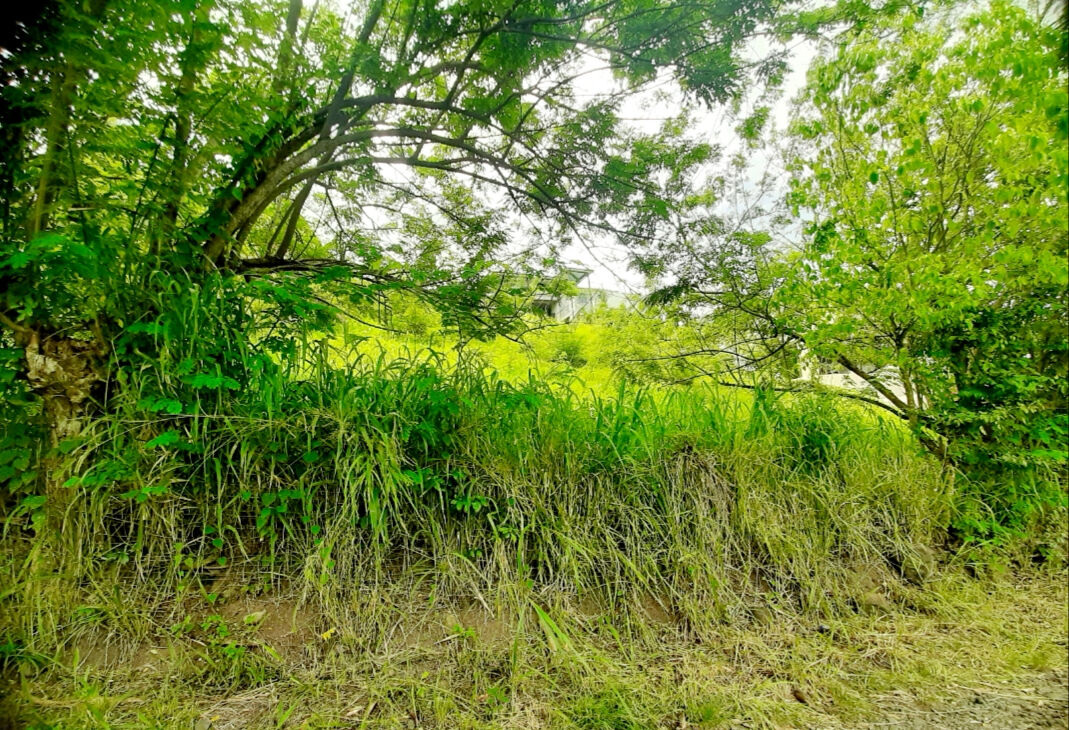 Terrain SAINTE LUCE (97228) 922.00 m²