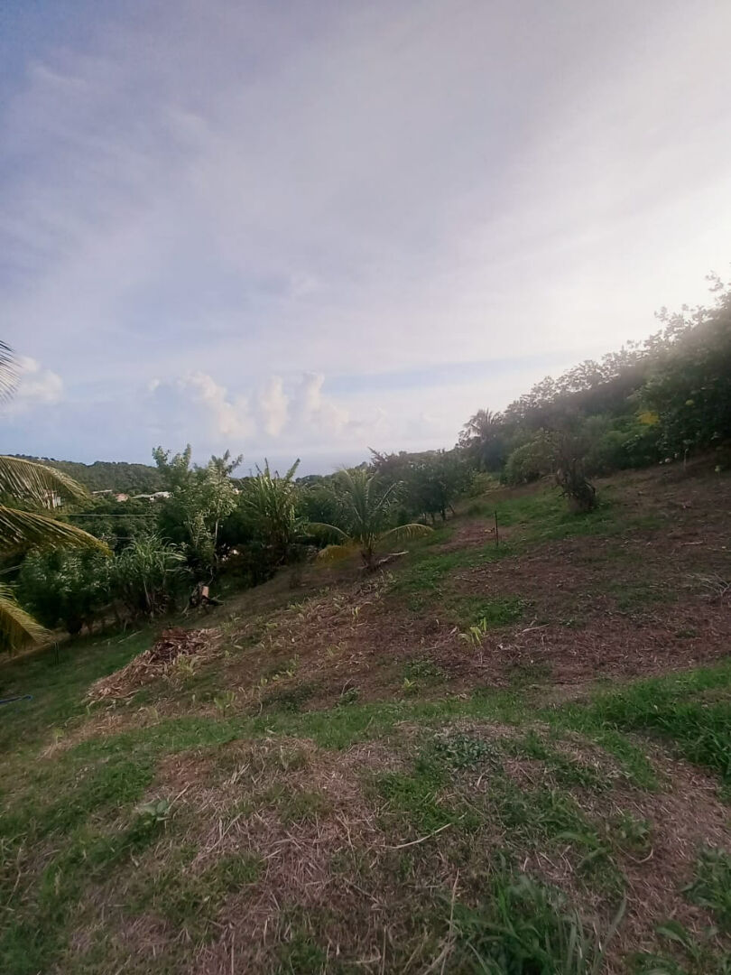 Terrain LE MORNE VERT (97226) 1491.00 m&sup2;